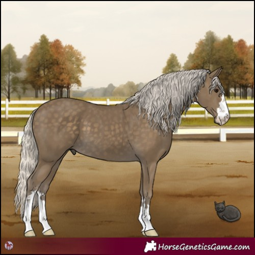 Horse Color:Silver Smoky Black 