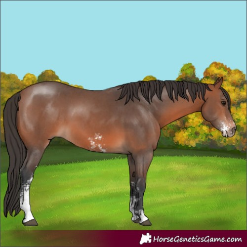 Horse Color:Bay Sabino 
