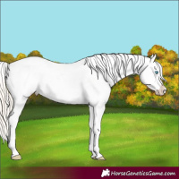 Horse Color:Palomino Pearl Sabino Appaloosa