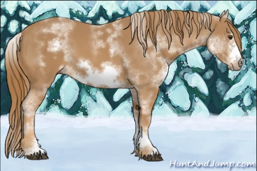 Horse Color:White Spotted Chestnut Sabino Frame 