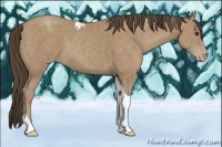 Horse Color:Classic Champagne Tobiano 