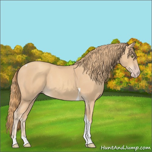 Horse Color:Gold Champagne Tobiano