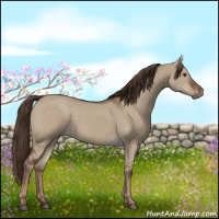 Horse Color:Liver Red Dun 