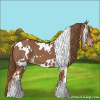 Horse Color:White Spotted Chestnut 