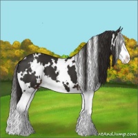 Horse Color:White Spotted Liver Chestnut Splash 