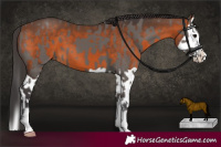 Horse Color:Smoky Grullo  and Bay Splash 