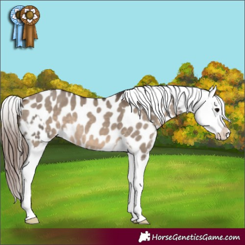 Horse Color:Grullo Splash Appaloosa  and Brown Dun Splash Appaloosa 
