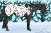 Horse Color:Black Appaloosa Rabicano 