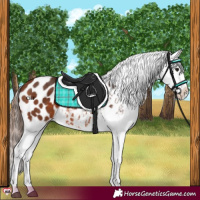 Horse Color:Bay Appaloosa 