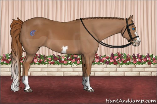 Horse Color:Chestnut Splash Frame