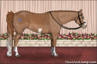 Horse Color:Chestnut Splash Frame
