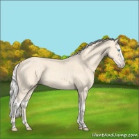 Horse Color:Cremello Splash  and Cremello Splash Rabicano 