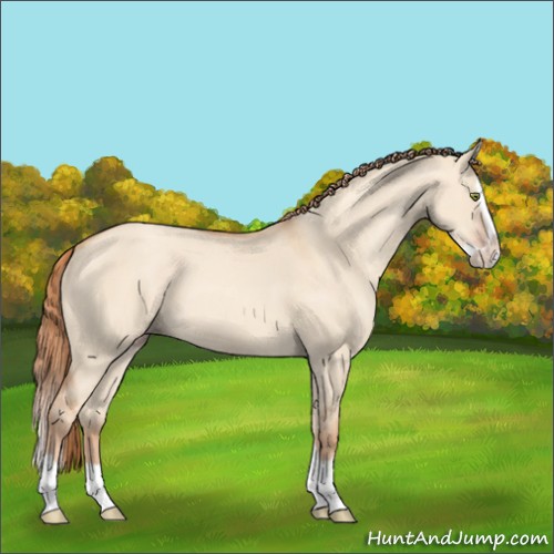 Horse Color:Gold Champagne Dun Splash