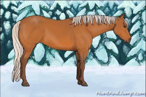 Horse Color:Silver Buckskin 