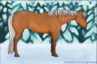 Horse Color:Silver Buckskin 