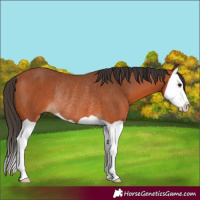 Horse Color:Bay Splash Rabicano