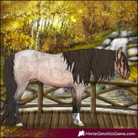 Horse Color:Bay Ice Roan 