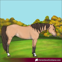Horse Color:Bay Dun