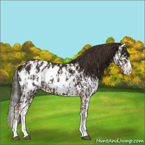 Horse Color:Liver Chestnut Sabino Splash Appaloosa and Liver Chestnut Sabino Splash Appaloosa