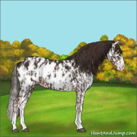 Horse Color:Liver Chestnut Sabino Splash Appaloosa  and Liver Chestnut Sabino Splash Appaloosa 