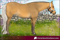 Horse Color:Silver Buckskin 