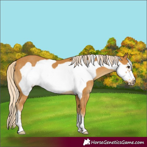 Horse Color:Palomino Frame Rabicano