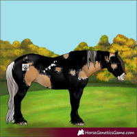 Horse Color:Buckskin Splash Tobiano 