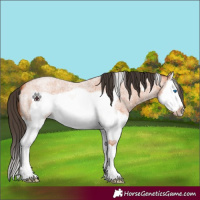 Horse Color:Bay Roan Splash Frame