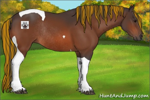 Horse Color:Painted Bay Tobiano Rabicano 