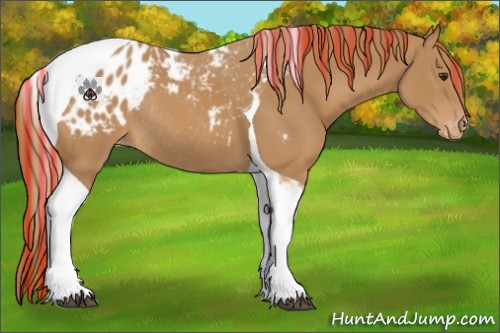 Horse Color:Painted Chestnut Tobiano Appaloosa Rabicano 