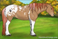 Horse Color:Painted Chestnut Tobiano Appaloosa Rabicano 