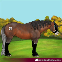 Horse Color:Brown Splash 