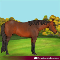Horse Color:Bay 