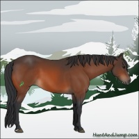 Horse Color:Bay 