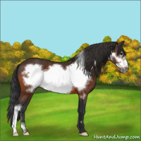 Horse Color:Bay Frame