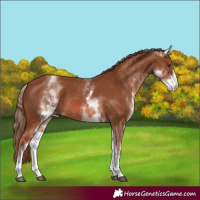 Horse Color:White Spotted Chestnut 