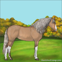 Horse Color:Silver Bay Dun