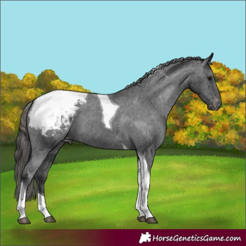 Horse Color:Black Tobiano Appaloosa 