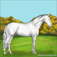 Horse Color:Cremello Sabino Rabicano 