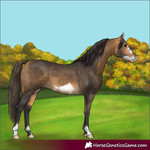 Horse Color:Buckskin Frame 