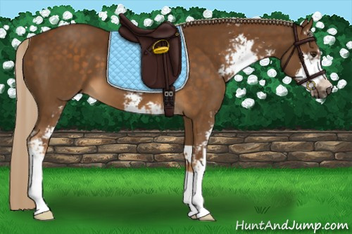 Horse Color:Chocolate Palomino Sabino 