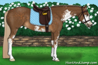 Horse Color:Chocolate Palomino Sabino 