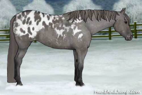 Horse Color:Grullo Appaloosa 
