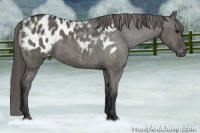 Horse Color:Grullo Blanket