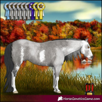 Horse Color:Grullo Roan Sabino 