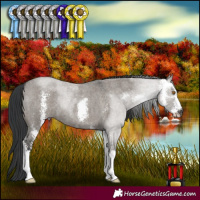 Horse Color:Grullo Roan Sabino