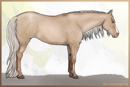 Horse Color:Silver Brown Pearl Dun 