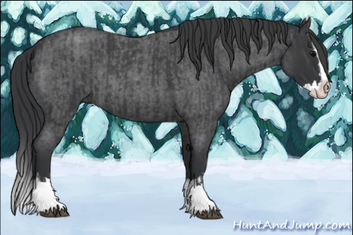 Horse Color:Blue Roan Sabino Splash  and Blue Roan Sabino Splash Rabicano 