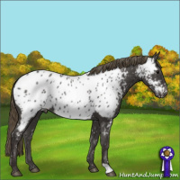 Horse Color:Smoky Black Near Leopard 
