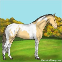Horse Color:Buckskin Tobiano Appaloosa